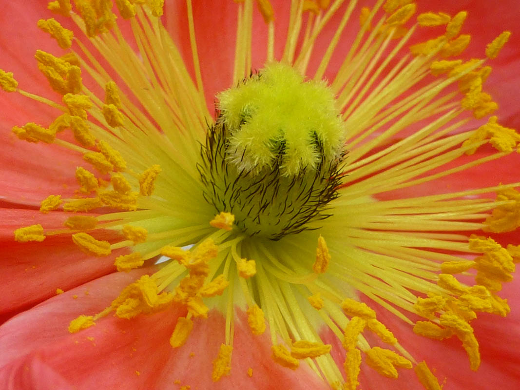 Papaver nudicaule sélections horticoles photo